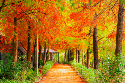 校園之美－朝陽落羽松秘境圖片