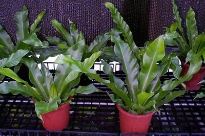 【聯合報】12綠植盆栽大PK！最強空氣淨化 研究證實：僅「它」能增加負離子(景都系)圖片